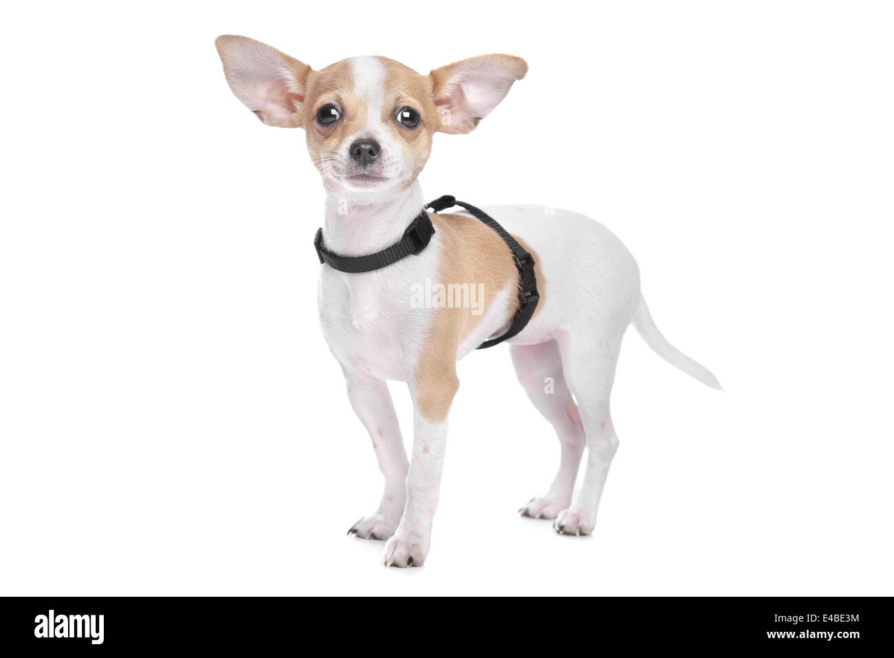 Short haired chihuahua Stock Photo Alamy