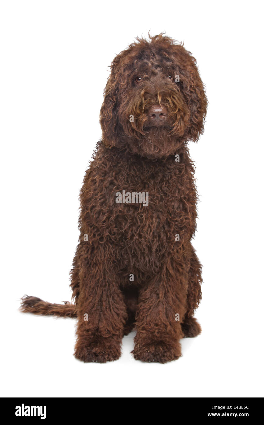 Australian labradoodle Cut Out Stock Images & Pictures - Alamy