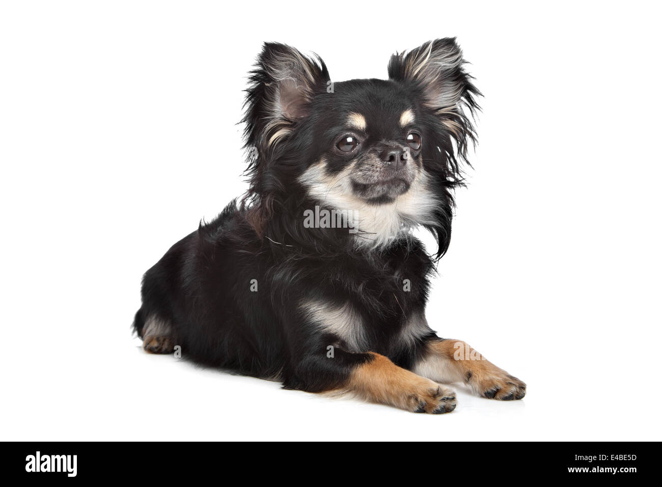 long haired chihuahua Stock Photo Alamy