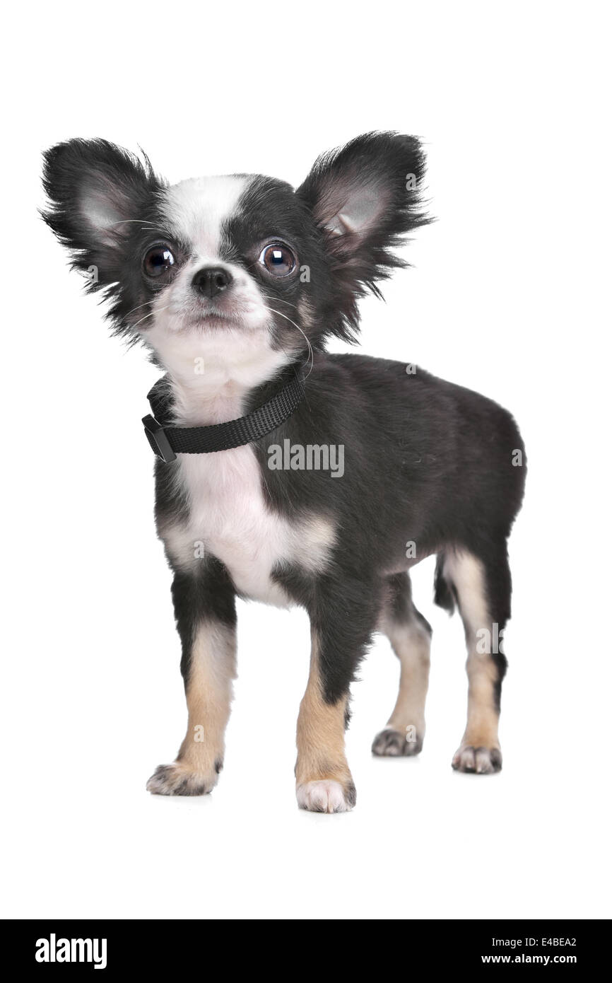 Long haired chihuahua puppy Stock Photo Alamy