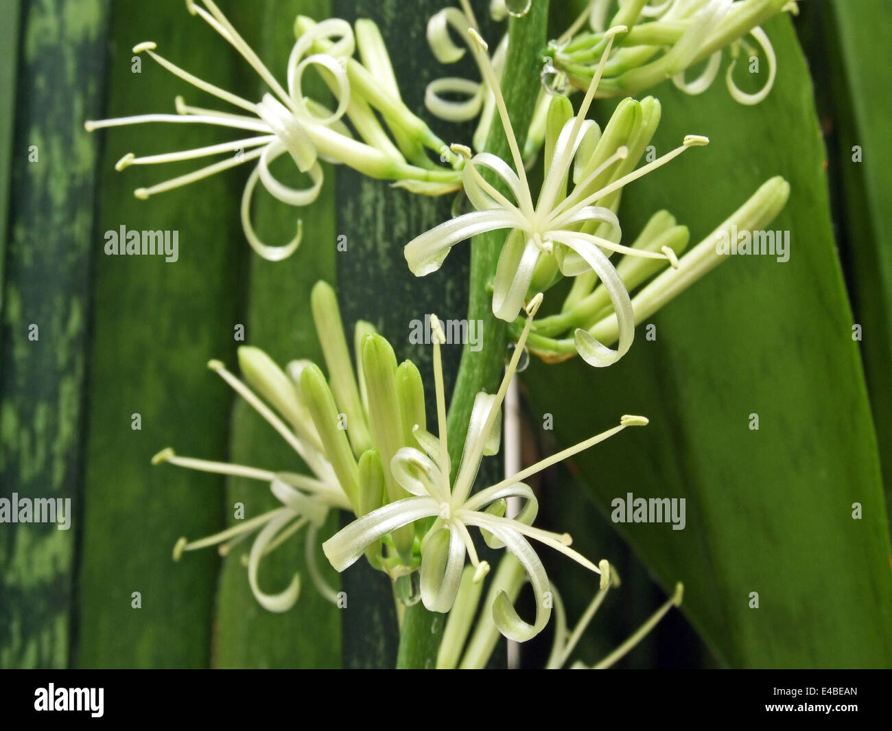 Bowstring hemp (Sansevieria) Stock Photo
