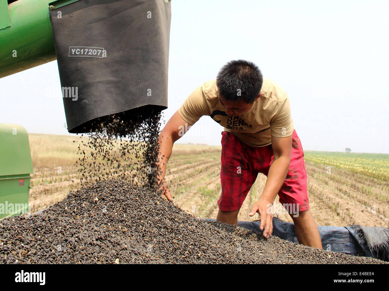 Binzhou, China's Shandong Province. 8th July, 2014. Farmers harvest oil sunflower seeds in Shejia Town of Wudi County in Binzhou, east China's Shandong Province, July 8, 2014. It was the first try to plant oil sunflower in the soil with higher salt-alkali content along the bank of the Bohai Sea. © Chu Baorui/Xinhua/Alamy Live News Stock Photo