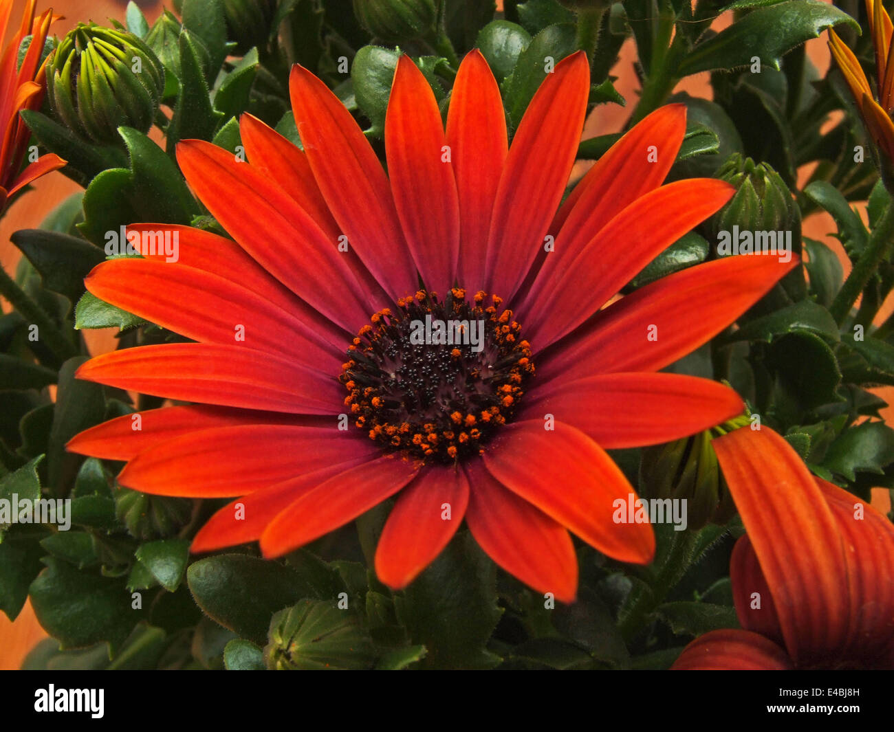 Cape daisy (Osteospermum Stock Photo Alamy