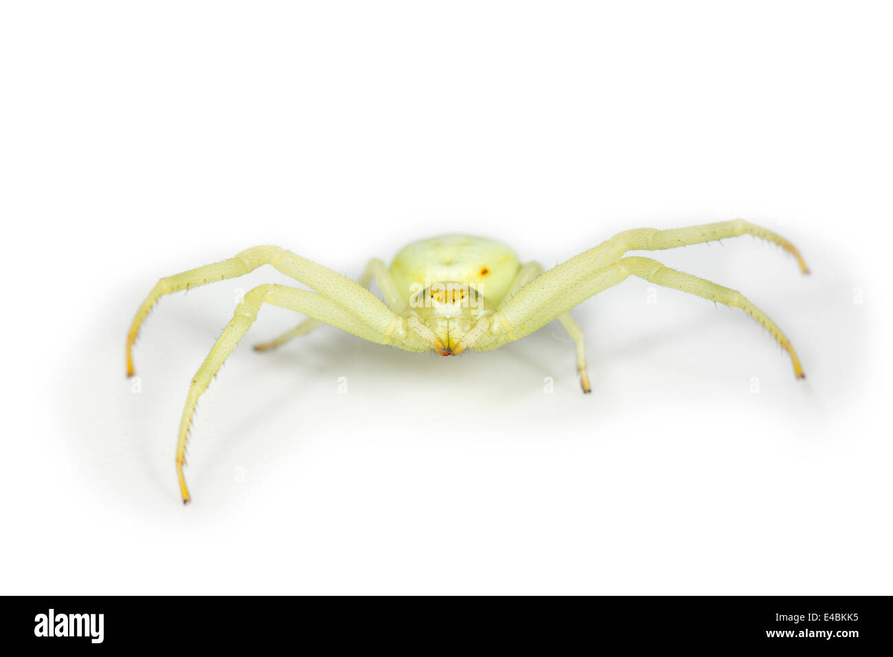 Female Goldenrod Crab spider (Misumena vatia), part of the family Thomisidae -  Crab spiders. Stock Photo