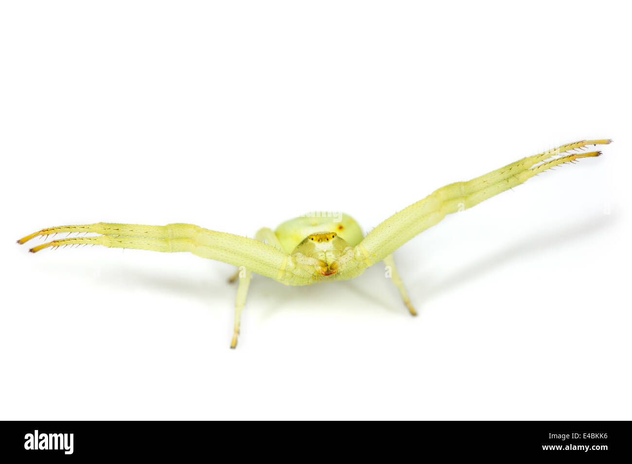 Female Goldenrod Crab spider (Misumena vatia), part of the family Thomisidae -  Crab spiders. Stock Photo