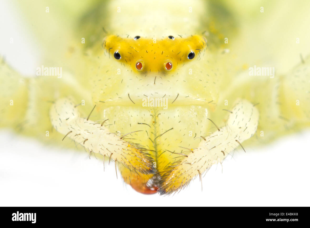 Closeup of the eyes and mouth of a female Goldenrod Crab spider (Misumena vatia), part of the