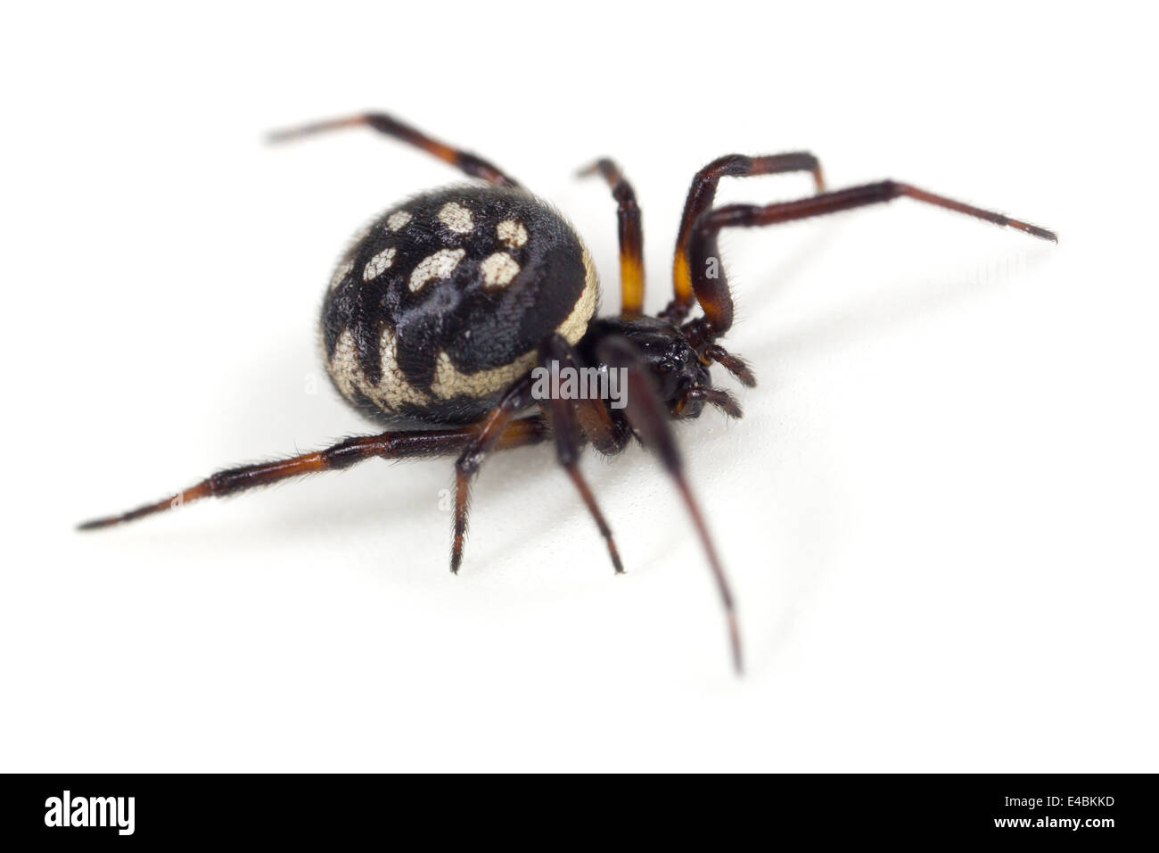 Female White-spotted false-widow (Steatoda albomaculata) spider, part of the family Theridiidae - Cobweb weavers. Stock Photo