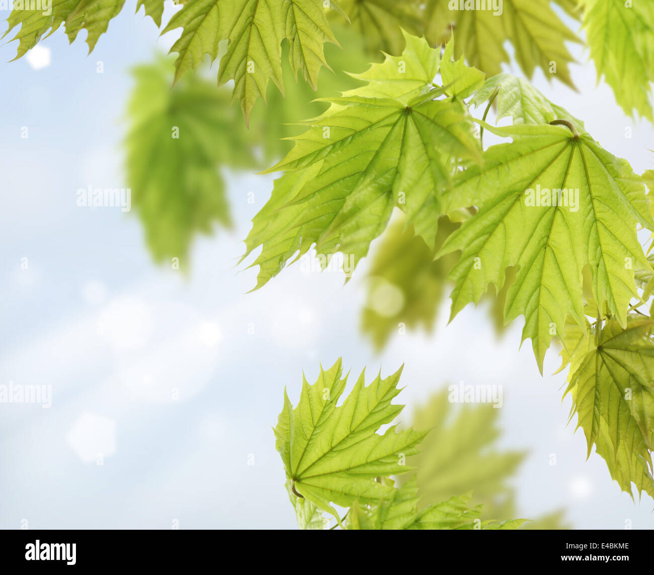 Maple Tree Leaves Stock Photo - Alamy