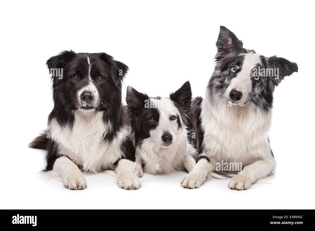 Three border collie Stock Photo - Alamy