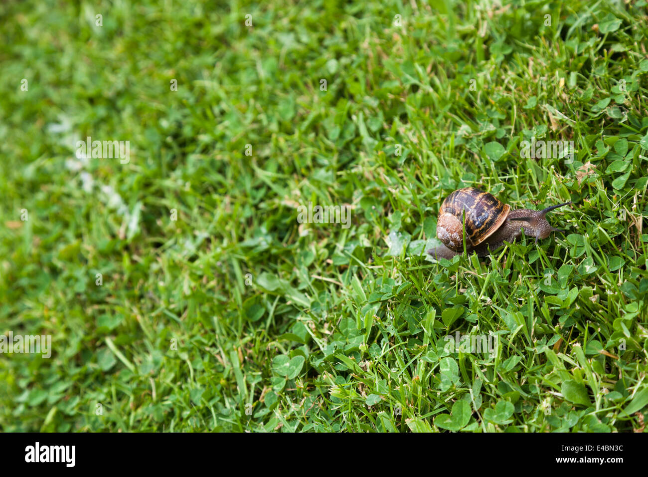 Garden snail and it's slime mucus trail on grass and clover lawn. Stock Photo