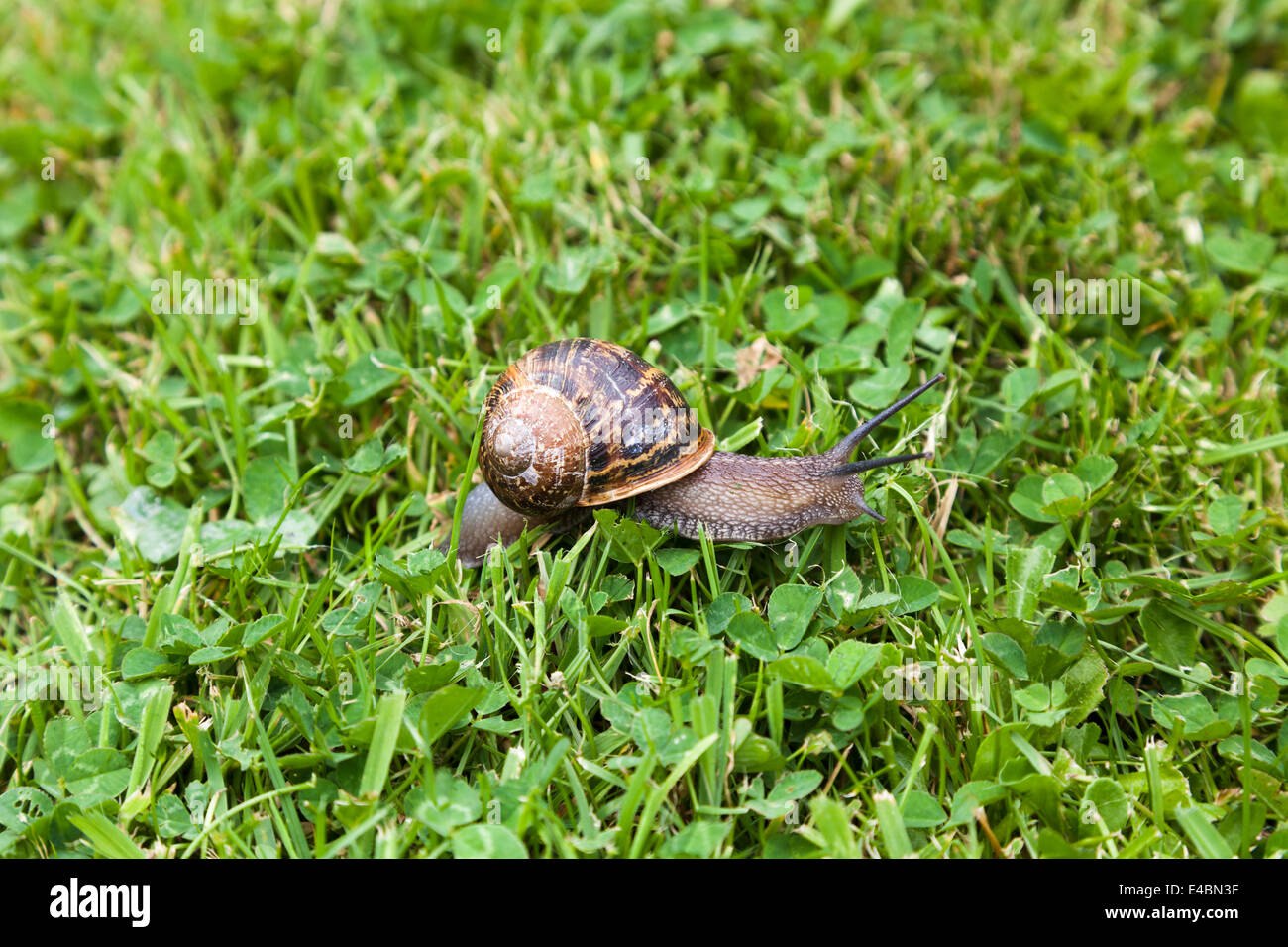 Garden snail and it's slime mucus trail on grass and clover lawn. Stock Photo