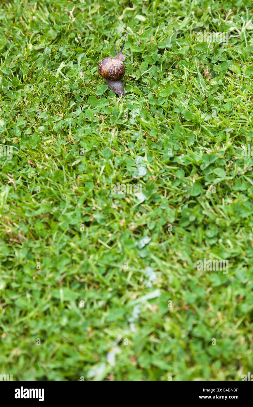 Garden snail and it's slime mucus trail on grass and clover lawn. Stock Photo