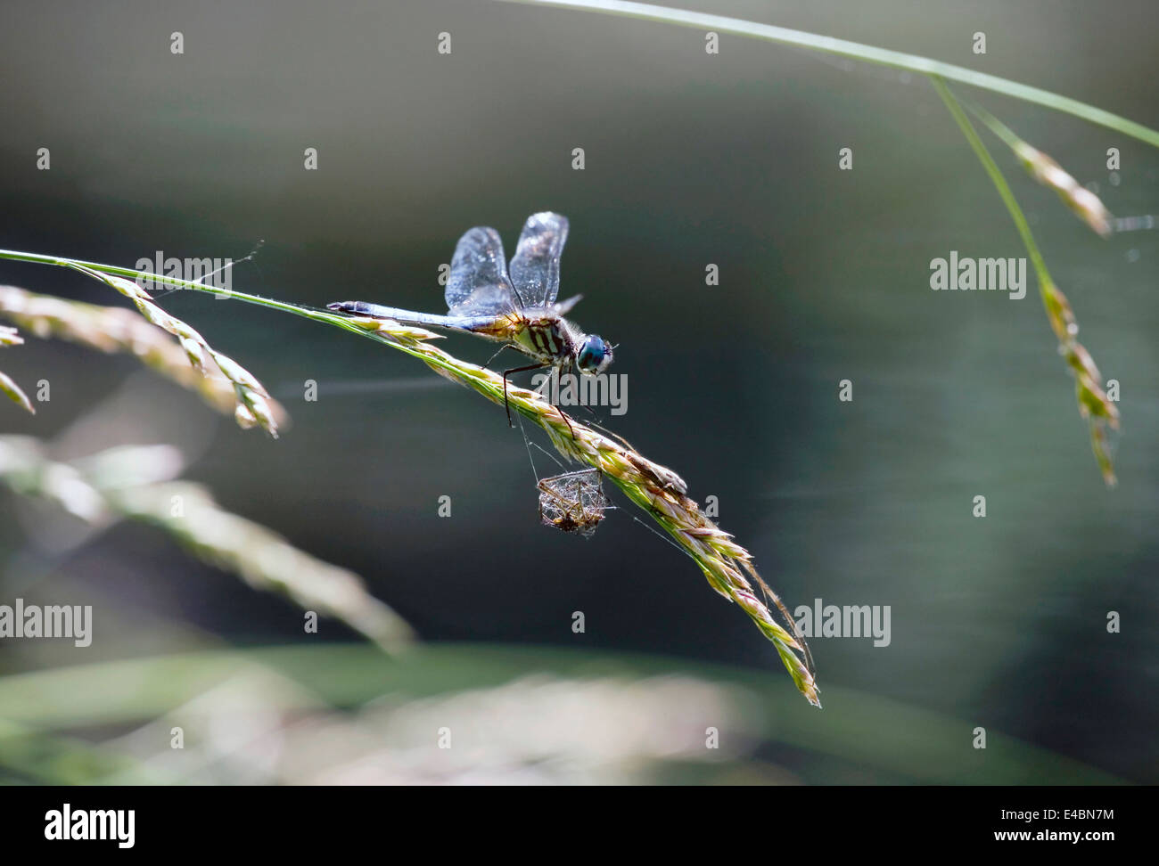 Blue Dasher Dragonfly - Pachydiplax longipennis Order Odonata Stock ...