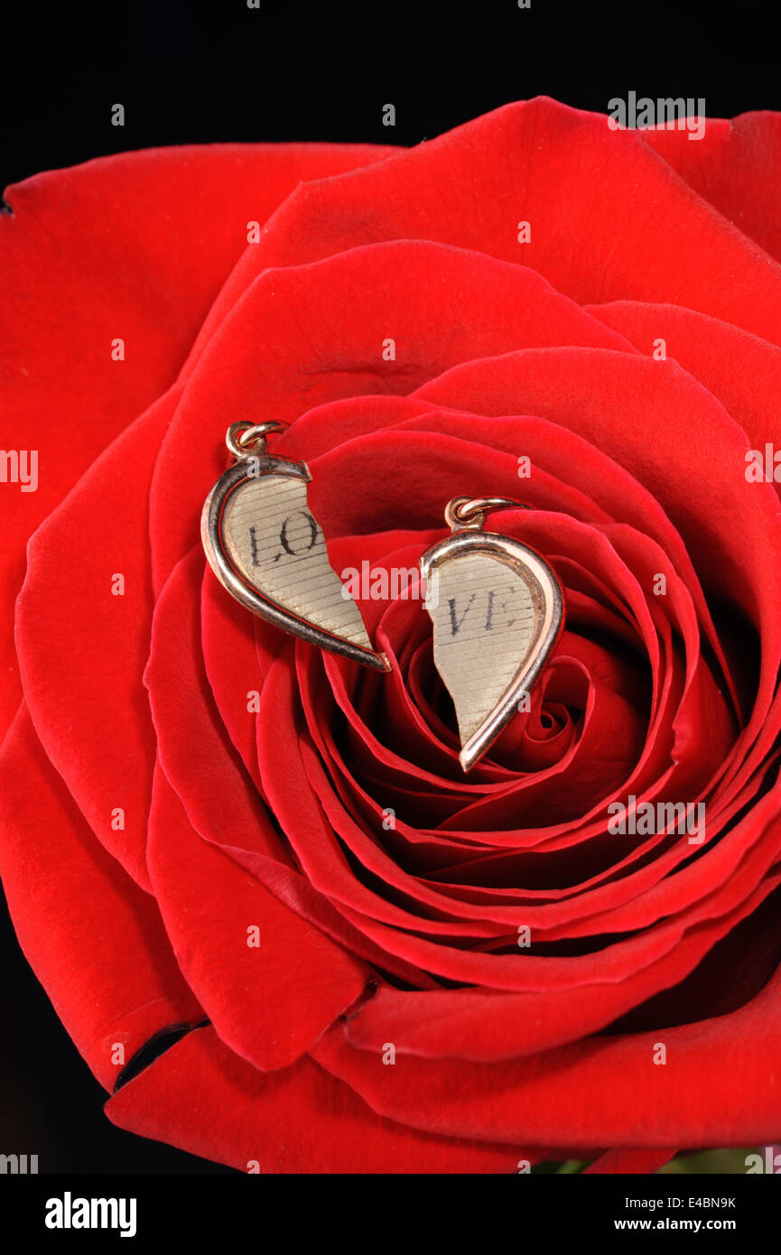 broken gold heart in a red rose Stock Photo