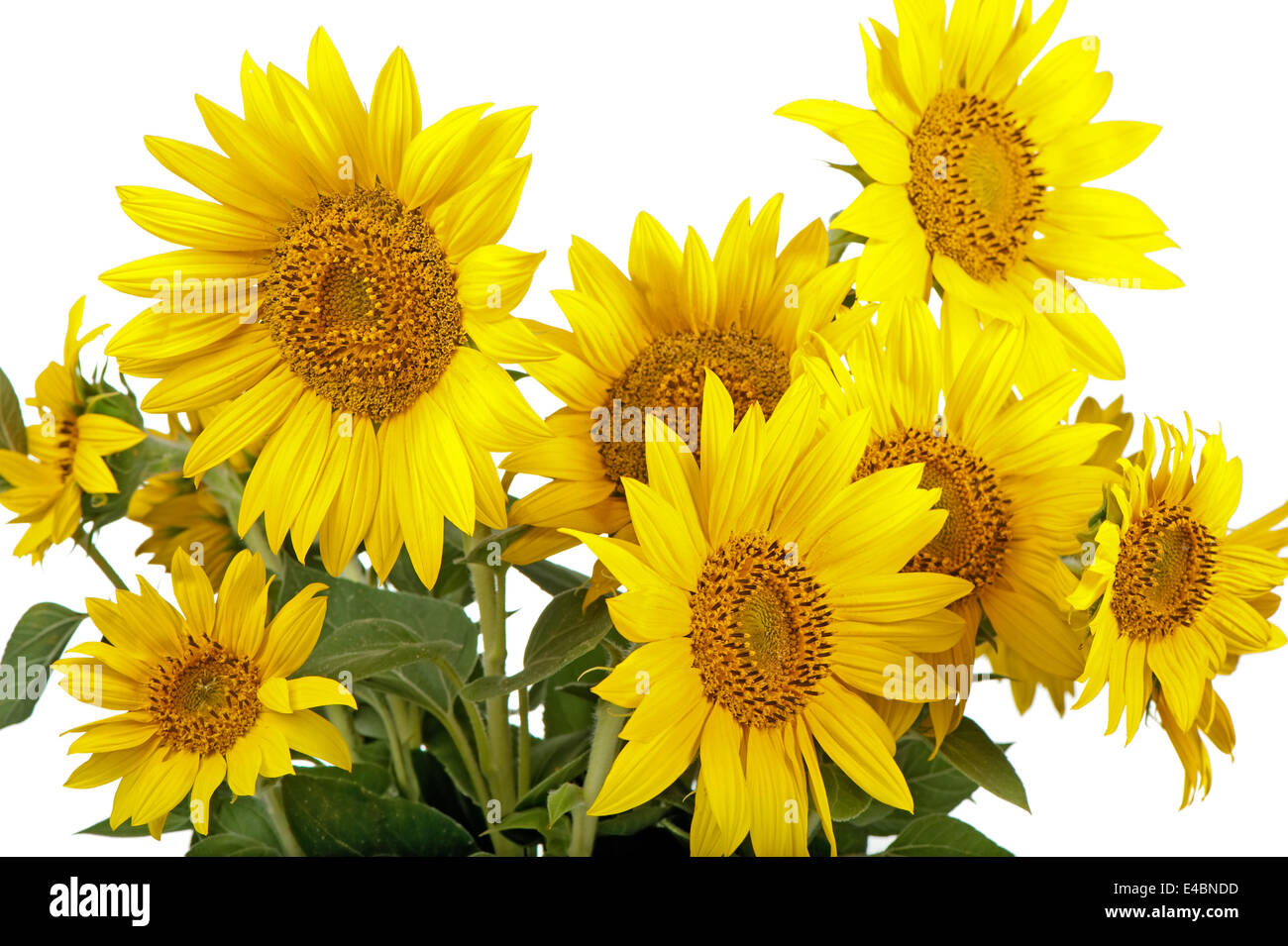 Isolated sunflowers hi-res stock photography and images - Alamy