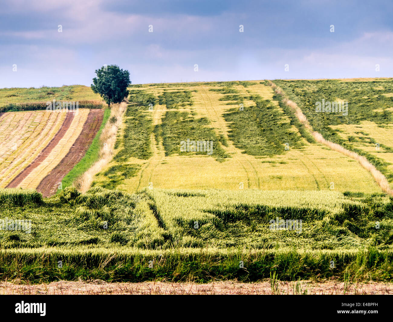 Countryside with arable fields and lonely tree Stock Photo