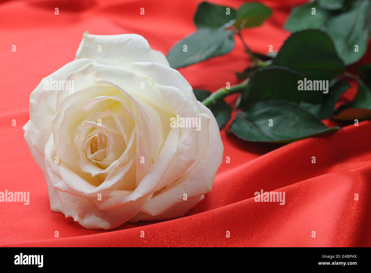Rose Satin Coat main image 1