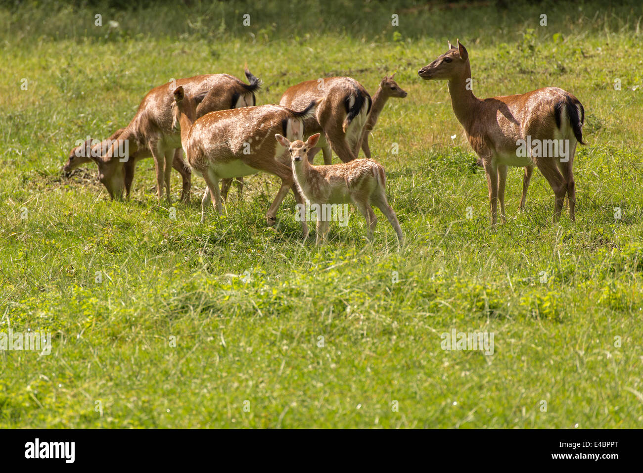 Fallow deer family when grazing on green meadow grassland in forest in summer Stock Photo