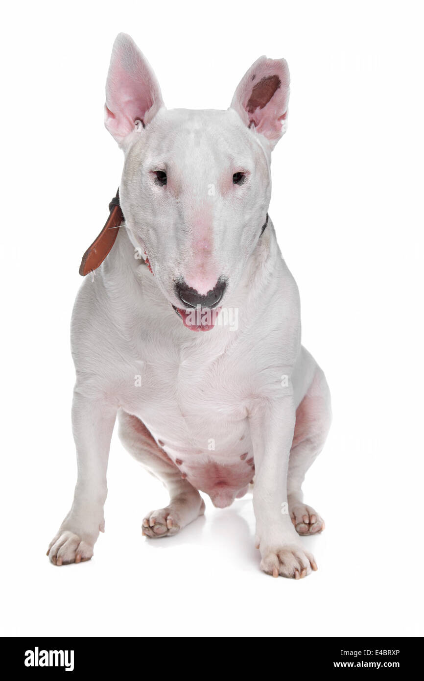 White Bull terrier Stock Photo Alamy