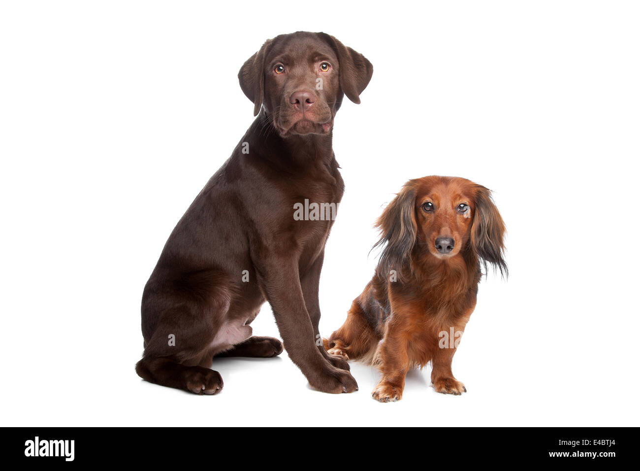 Dachshund and a chocolate labrador pup Stock Photo Alamy