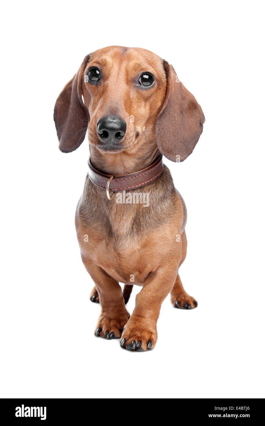 Wire-haired bassotto - in piedi con peluche Foto stock - Alamy