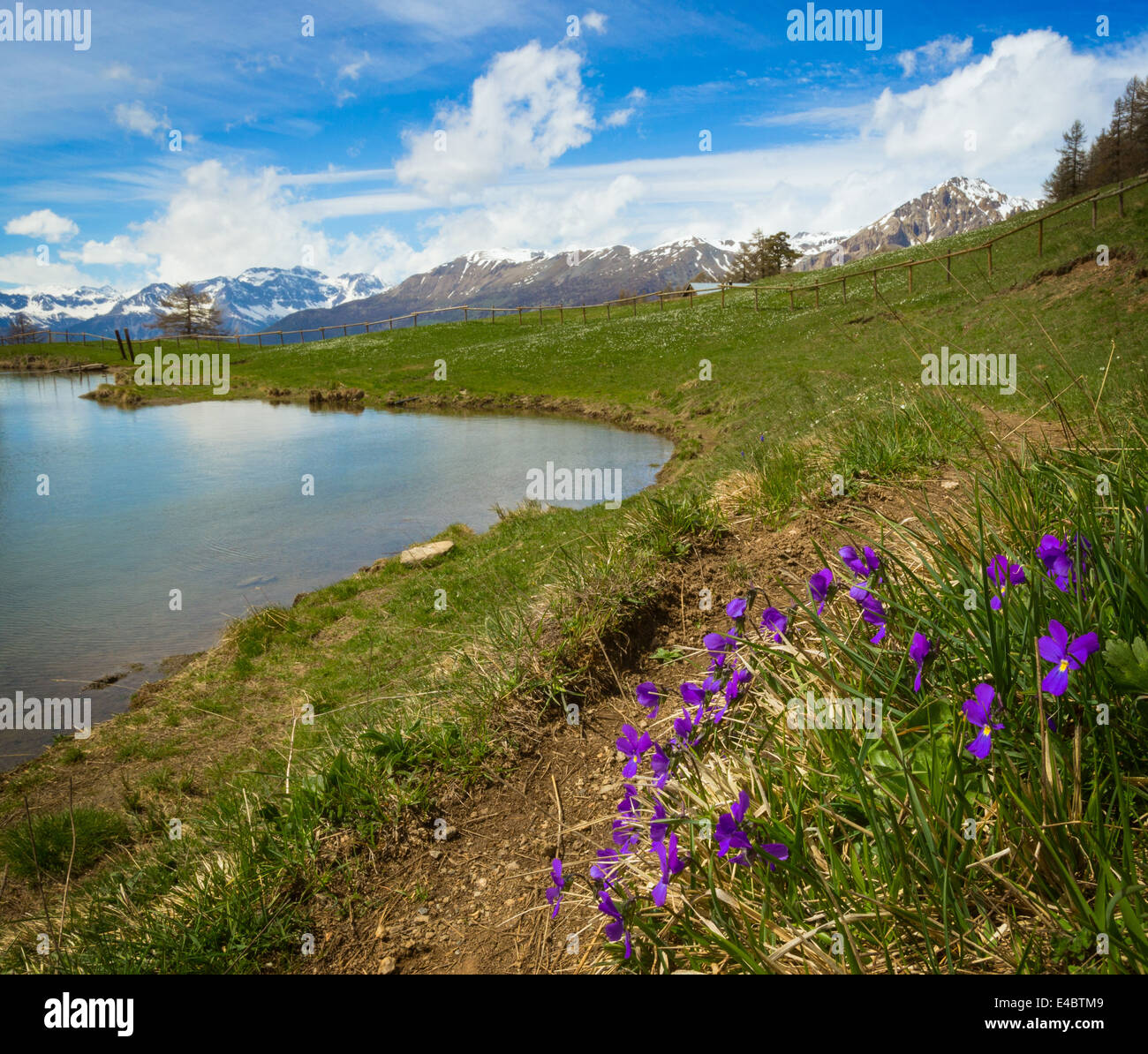 Purple Alpine flowers by a lake near Sauze d'Oulx in the Susa Valley, Piedmont, Italy. Stock Photo