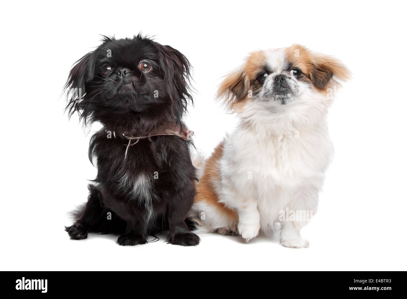 black japanese chin