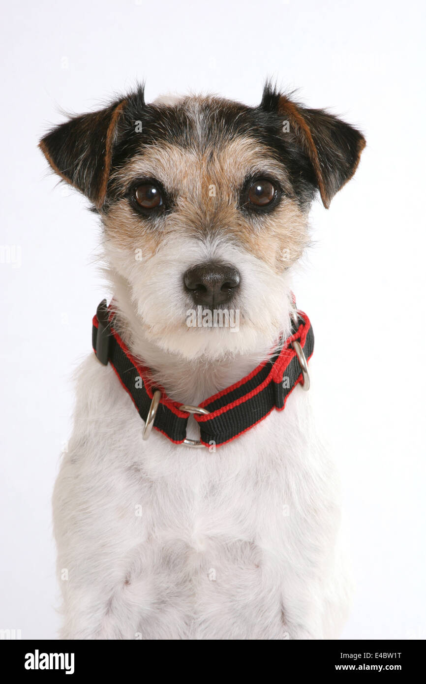 dog wearing collar Stock Photo