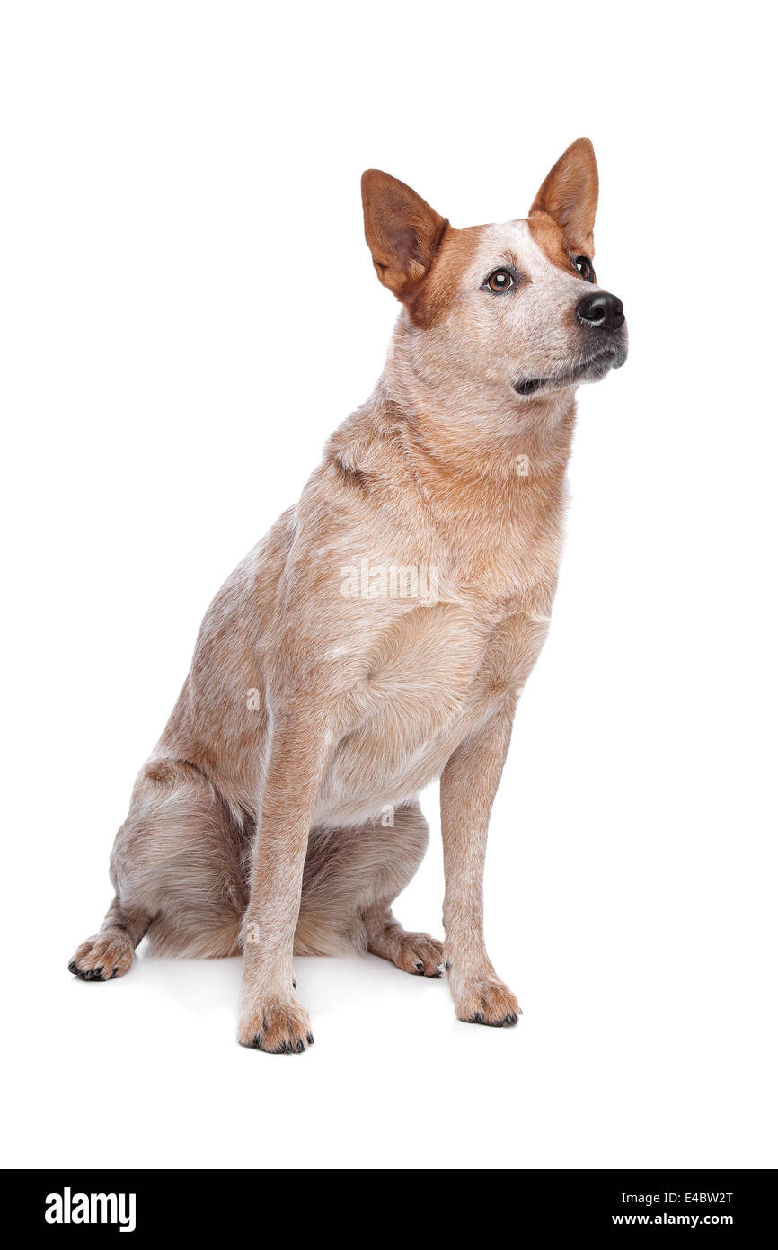 Australian Cattle Dog (red coat Stock Photo Alamy