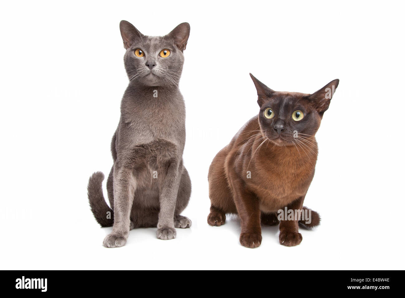 two Burmese cats Stock Photo Alamy