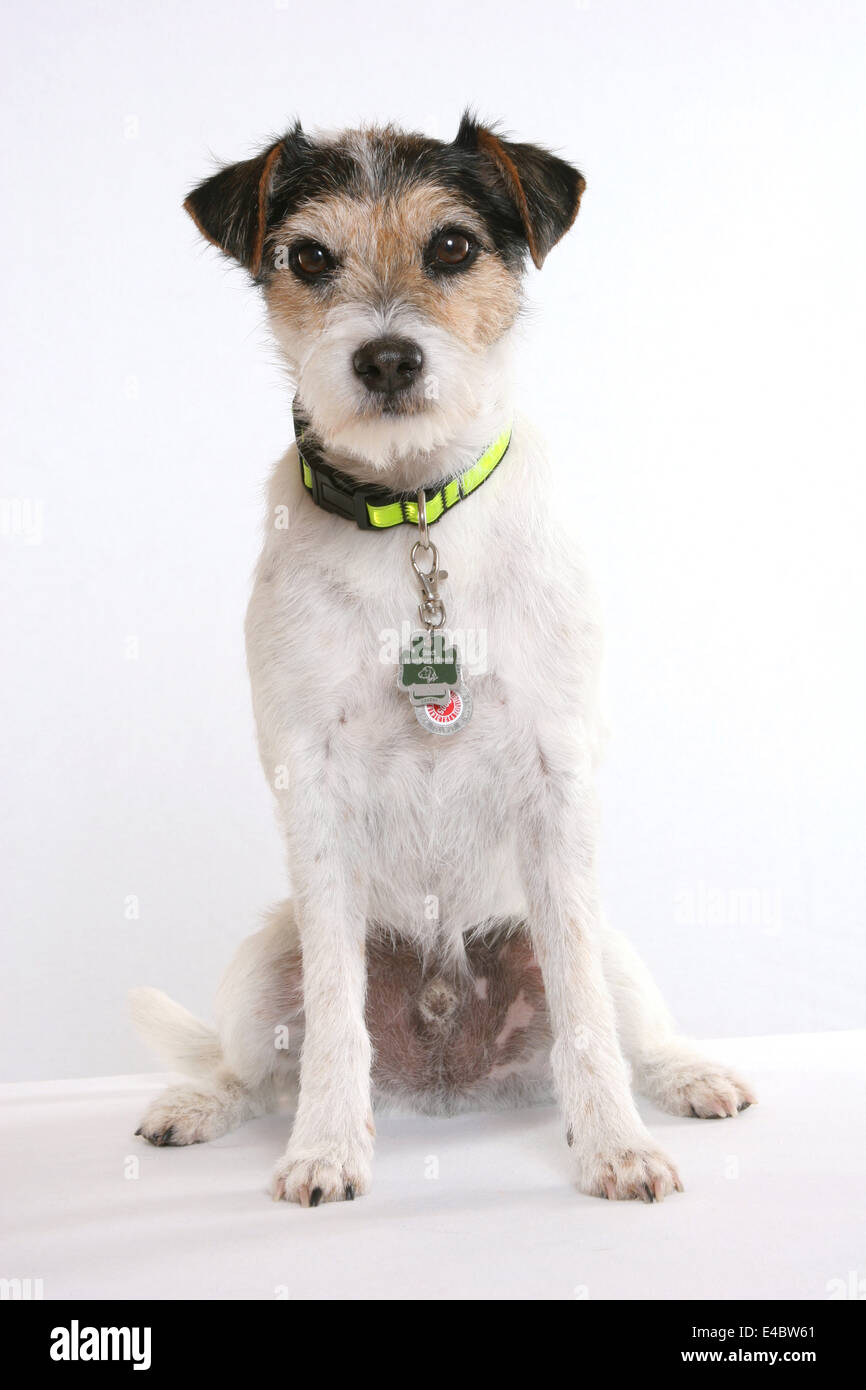 dog wearing collar Stock Photo