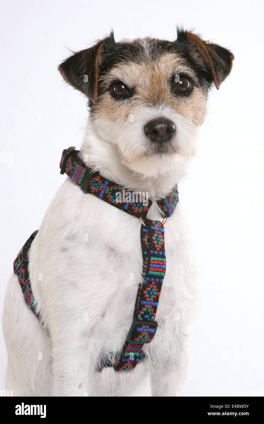 dog is wearing dog harness Stock Photo Alamy