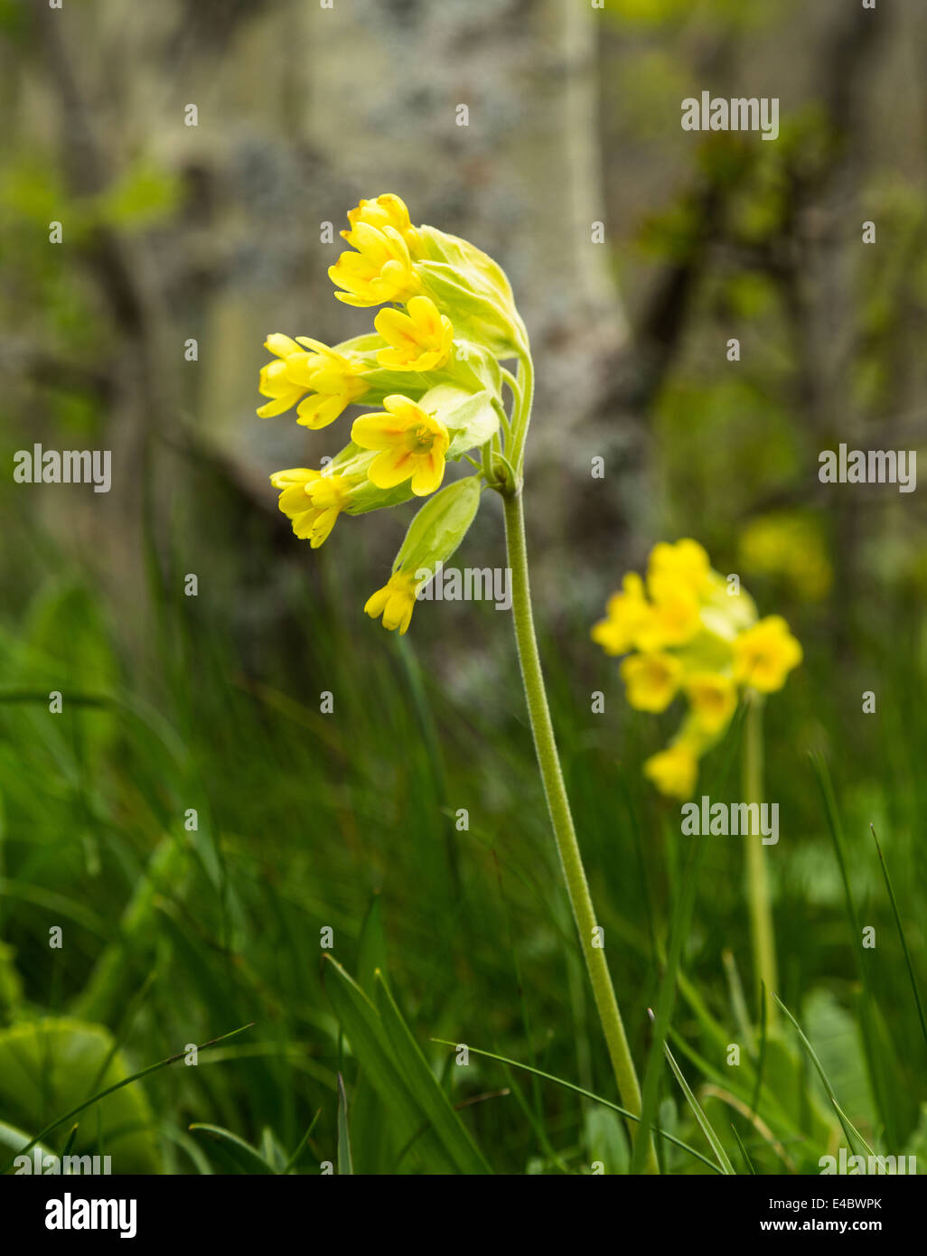Primula auricala, photographed near Montecenisio in the Susa Valley, Piedmont, Italy. Stock Photo