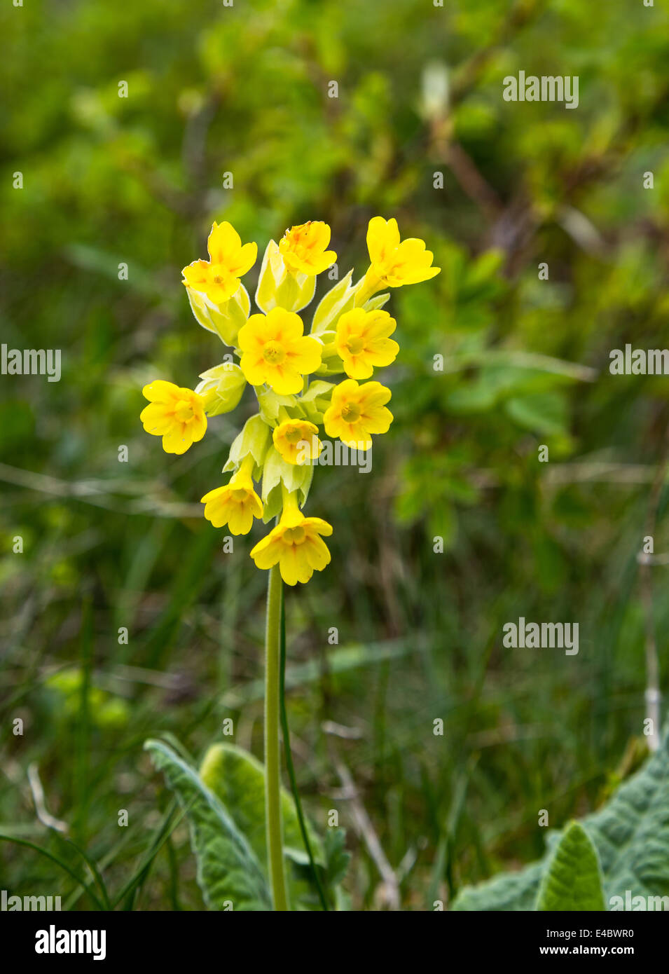 Primula auricala, photographed near Montecenisio in the Susa Valley, Italy. Stock Photo
