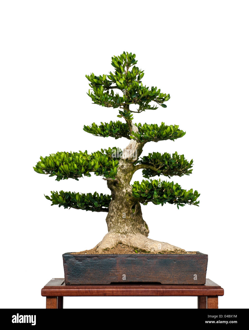 Old box tree as bonsai Stock Photo