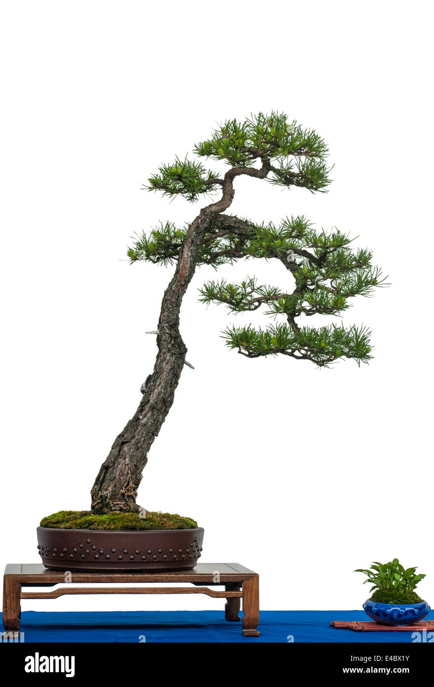 Scotch pine as bonsai tree Stock Photo