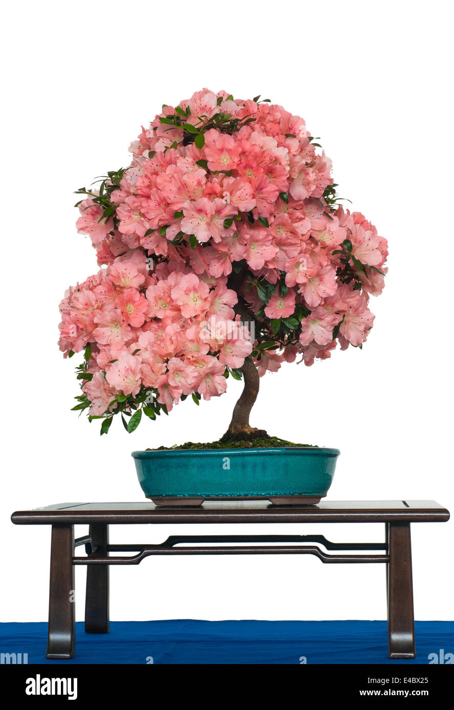 Azalea as bonsai tree with flowers Stock Photo - Alamy