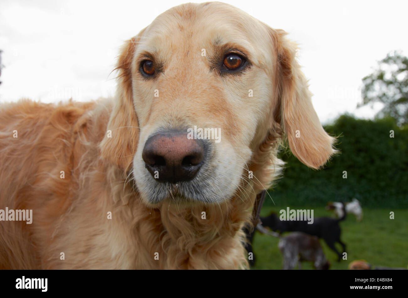 dog in a field / exercise yard Stock Photo Alamy