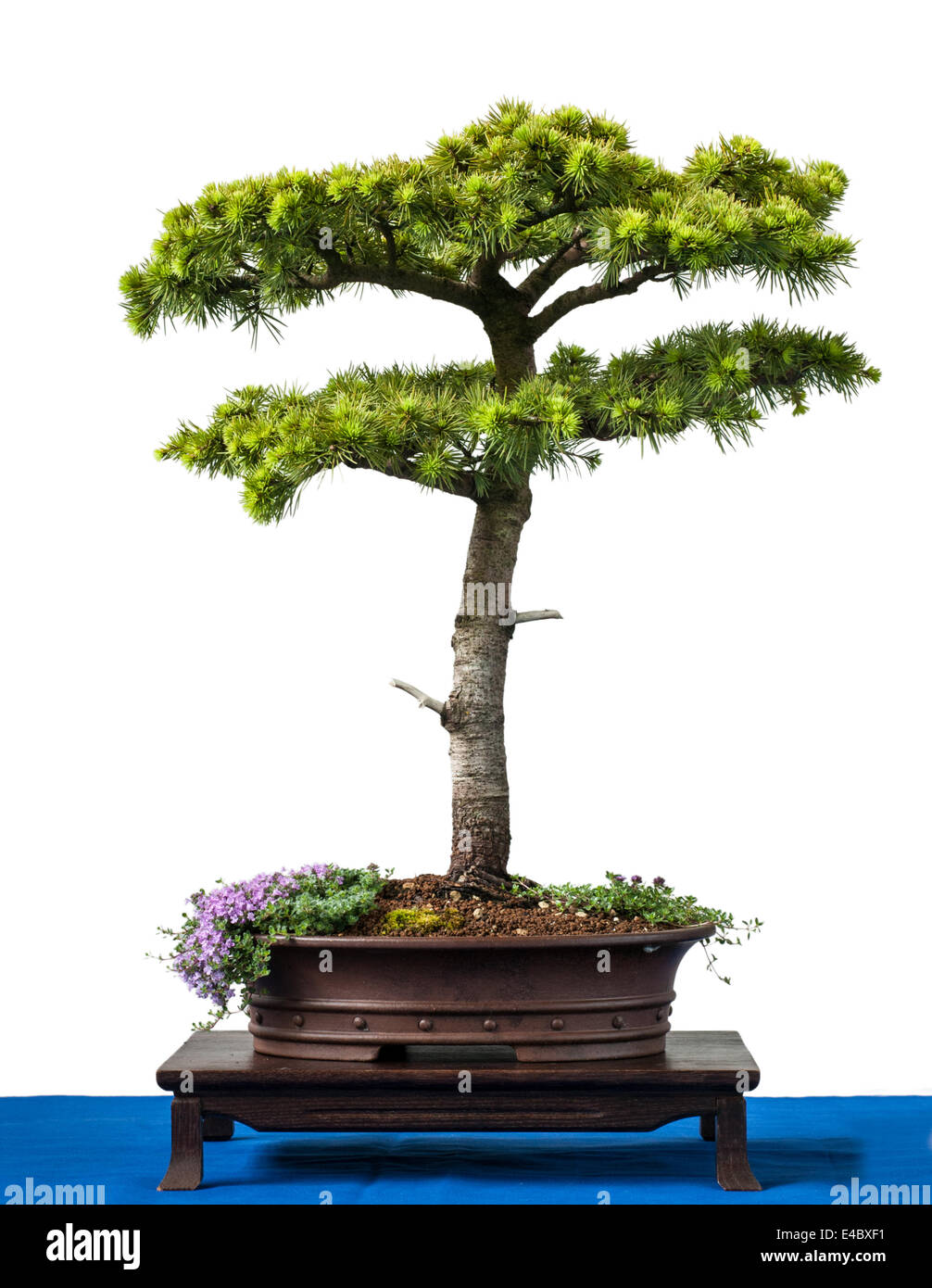 Conifer cyprus cedar as bonsai tree Stock Photo