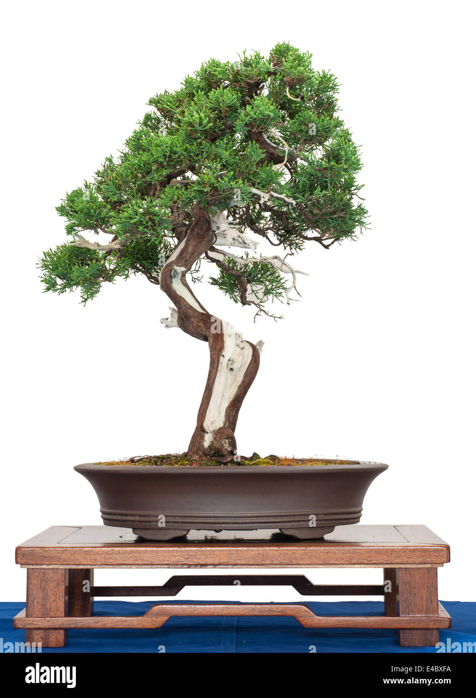 Chinese juniper juniperus chinensis tree hires stock photography and