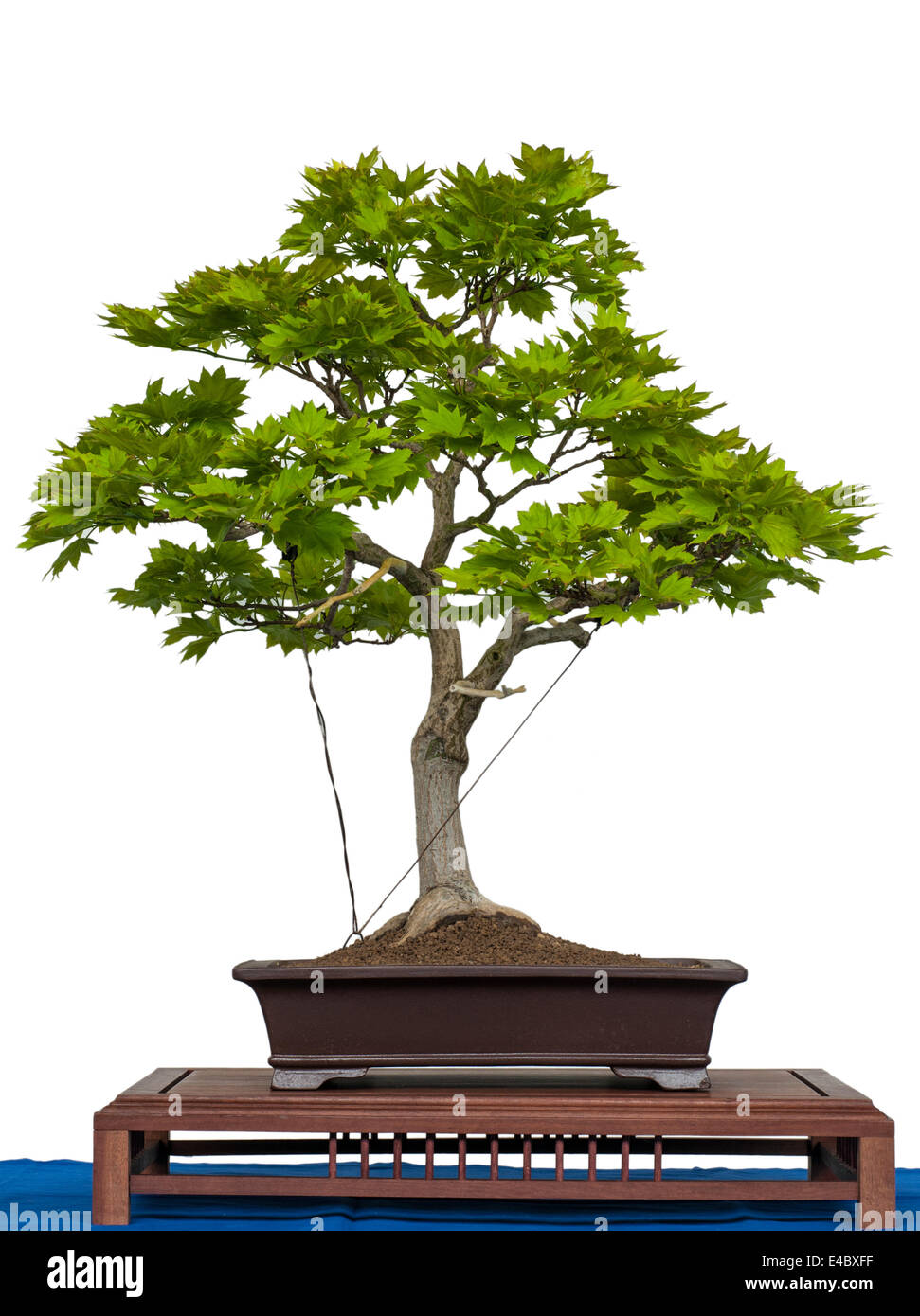 Deciduous Bonsai Tree High Resolution Stock Photography and Images - Alamy