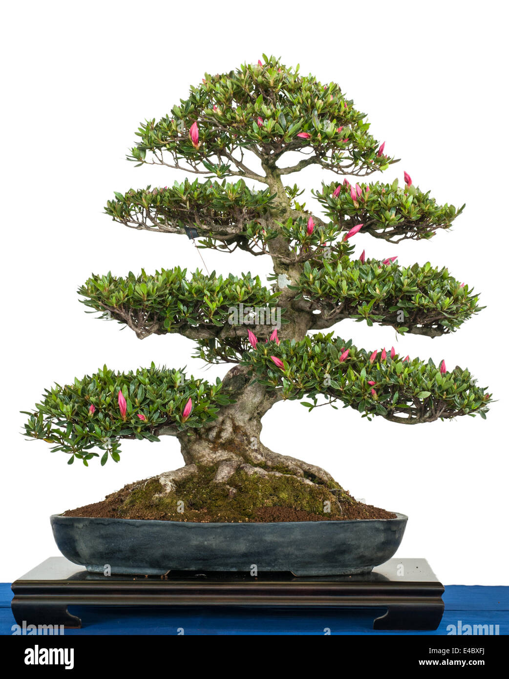 Rhododendron indicum as bonsai tree Stock Photo