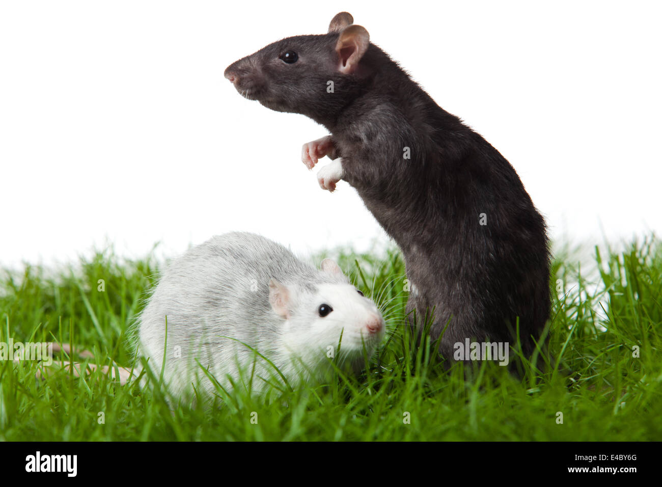 two rats on the grass Stock Photo