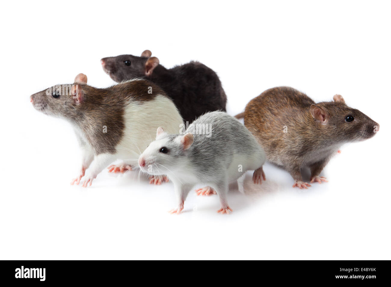 rats isolated Stock Photo