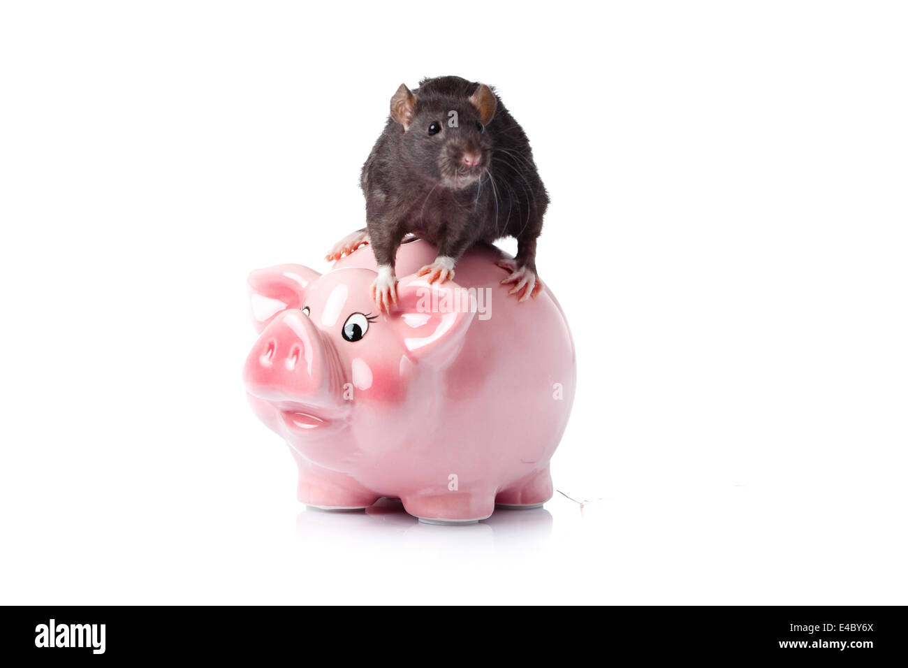 rat isolated. Piggy bank Stock Photo