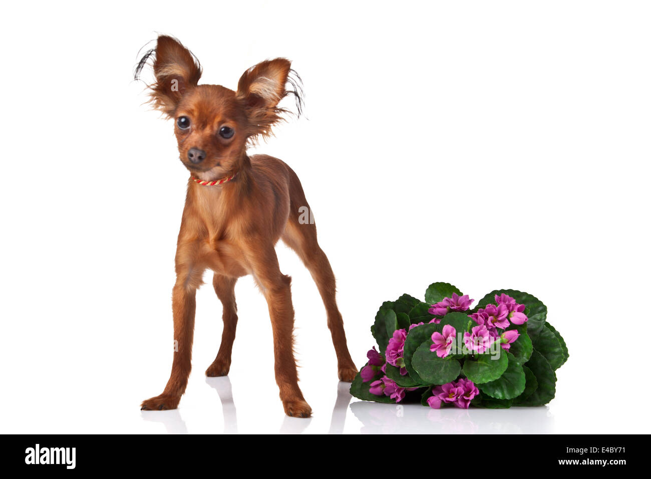 Russian toy terrier dog Stock Photo Alamy