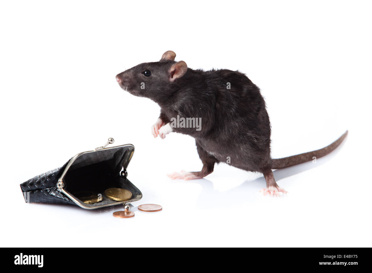 rats isolated. a rat with a purse Stock Photo