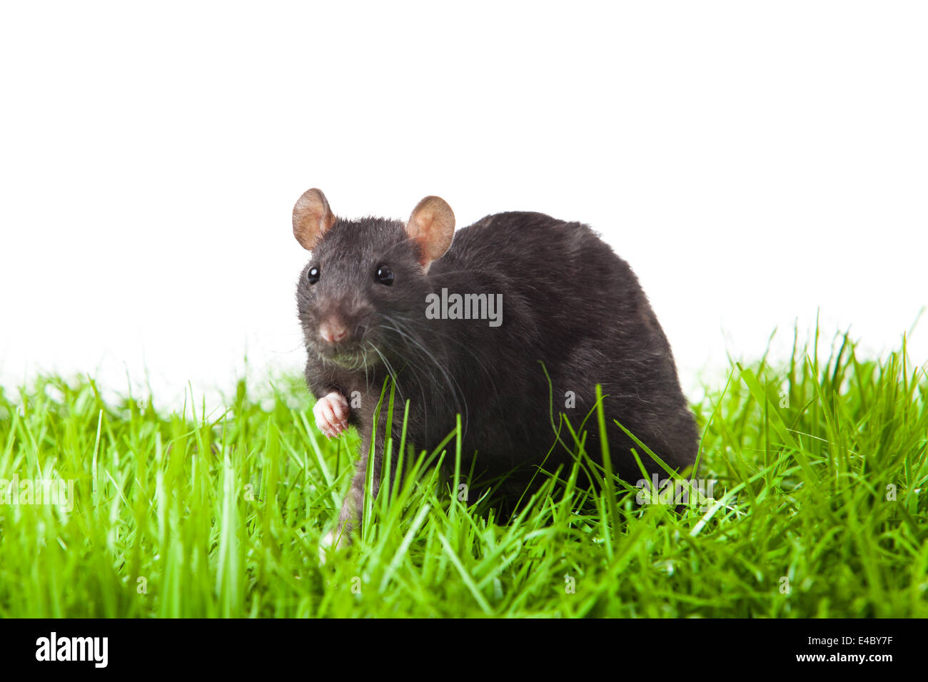 rat isolated Stock Photo