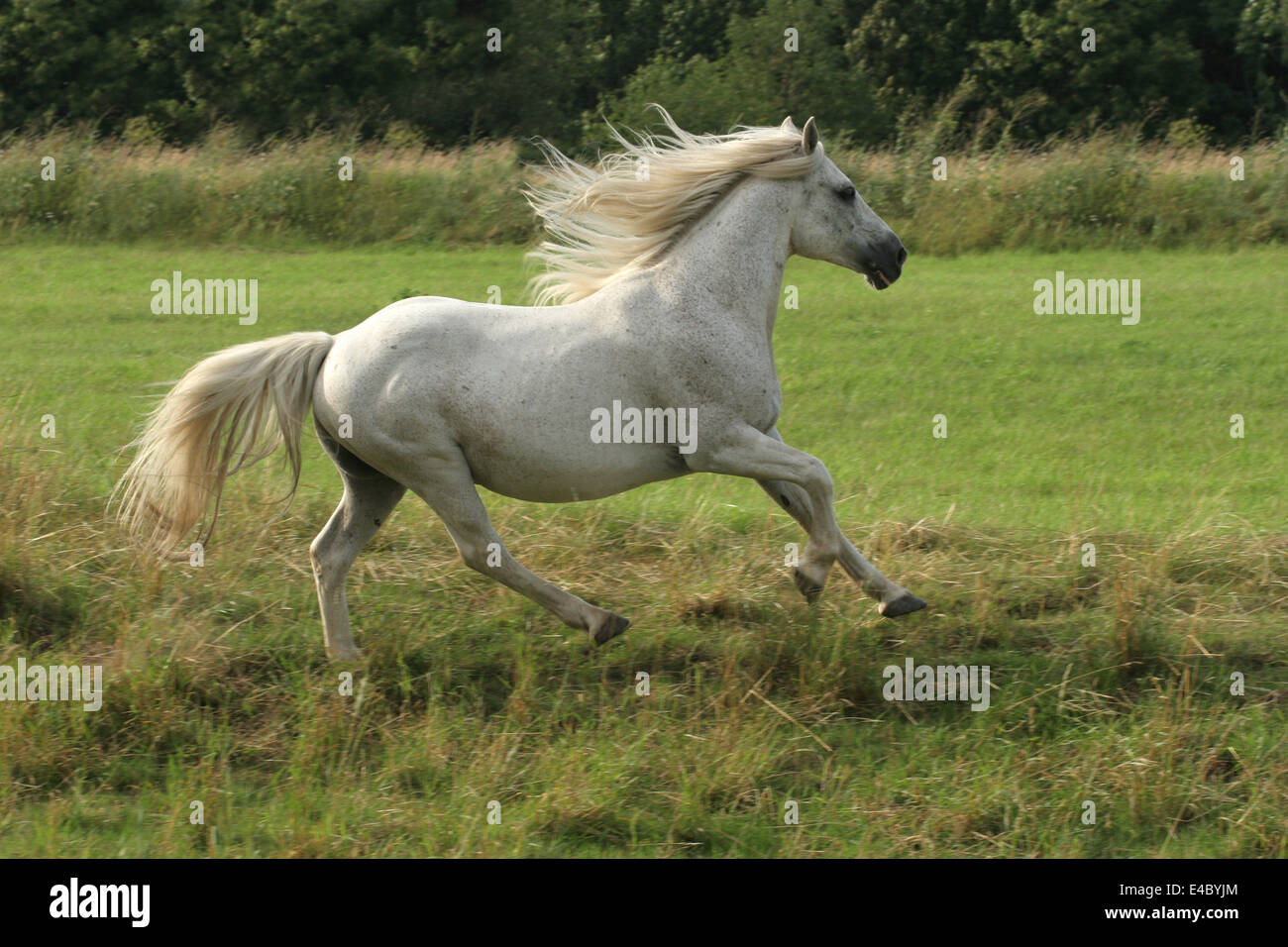 running white horse Stock Photo - Alamy