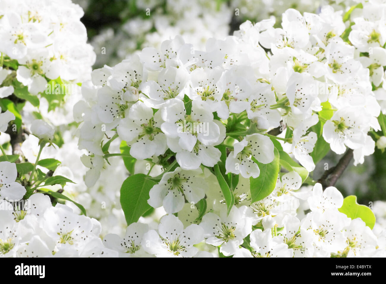 Gentle white flowers in a spring sunny day Stock Photo